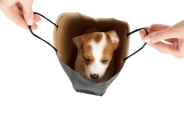 Aranyos vicces kutya egy eldobható bevásárló-táskában. Elszigetelt — Stock Fotó