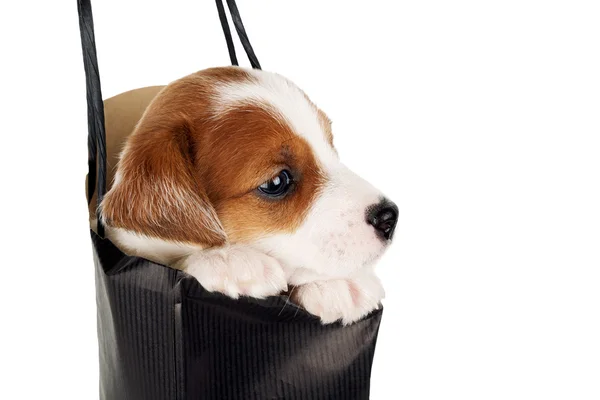 Vermelho com cachorro branco em um saco de compras segurando em uma mão humana isolada em branco — Fotografia de Stock