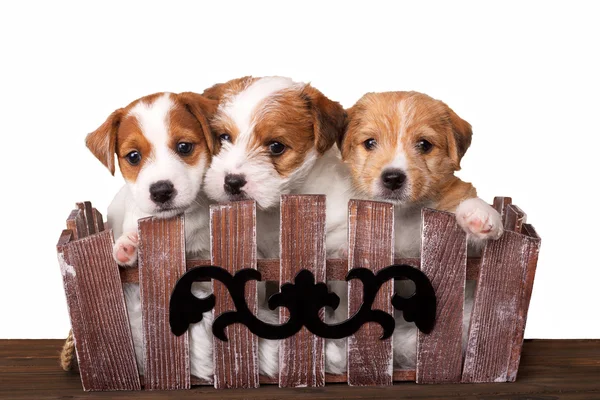 Three beautiful puppies isolated on white — Stock Photo, Image