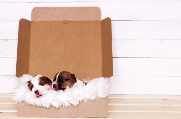 Dos lindos cachorros Jack Russell Terrier durmiendo en una caja de regalo — Foto de Stock