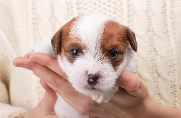 Roztomilé chlupaté štěně Jack Russell teriér v rukou. — Stock fotografie