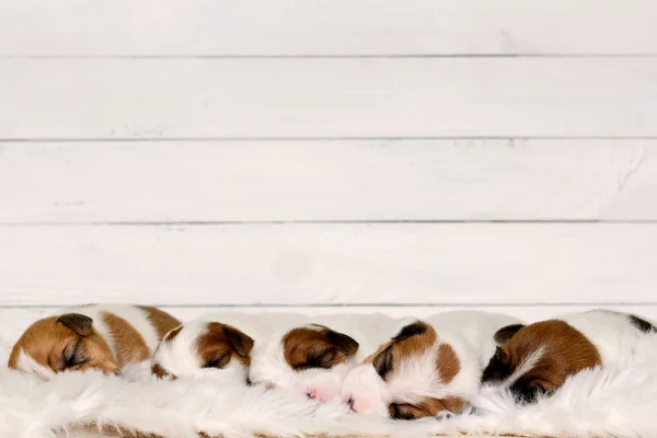 Cute little puppies taking a rest after playing. — Stock Photo, Image