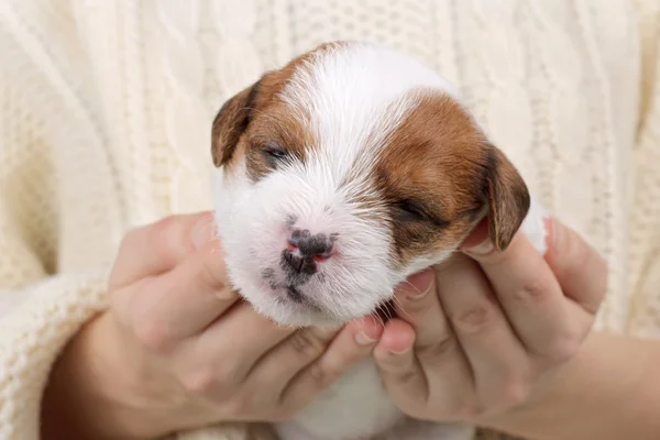 Carino cucciolo Jack Russell terrier dorme sulle mani — Foto Stock