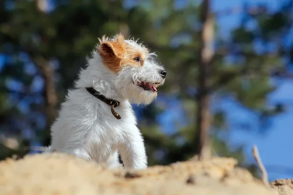 Anjing putih kecil di pantai berpasir di latar langit biru dan pohon-pohon — Stok Foto