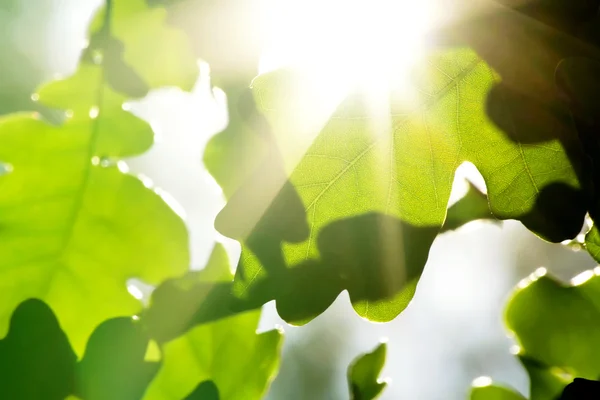 Πράσινα δρύινα φύλλα με ακτίνες του ήλιου. — Φωτογραφία Αρχείου
