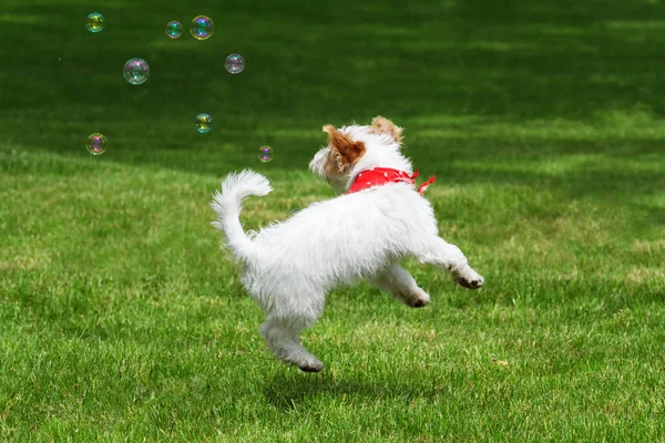 Pluizige witte pup springt en vangt de zeepbellen — Stockfoto