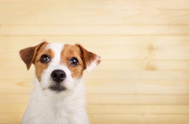 Portrait of the dog on the wood background clipart