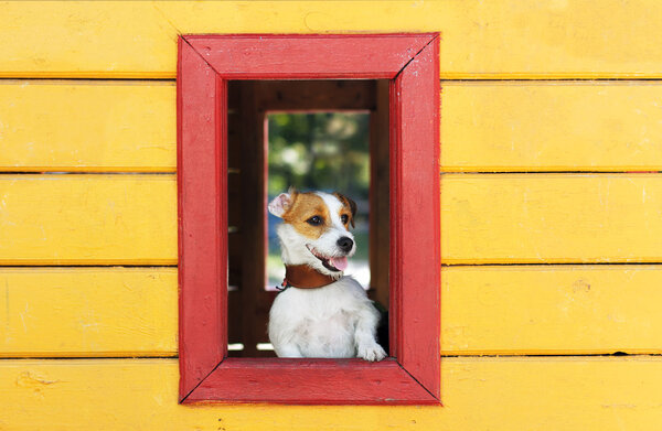 Собака смотрит в окно Джек Рассел Терьер
