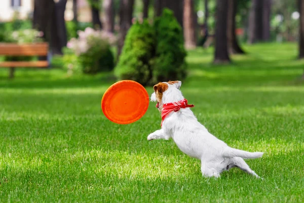 Dog catching frisbee. — Stock Photo, Image