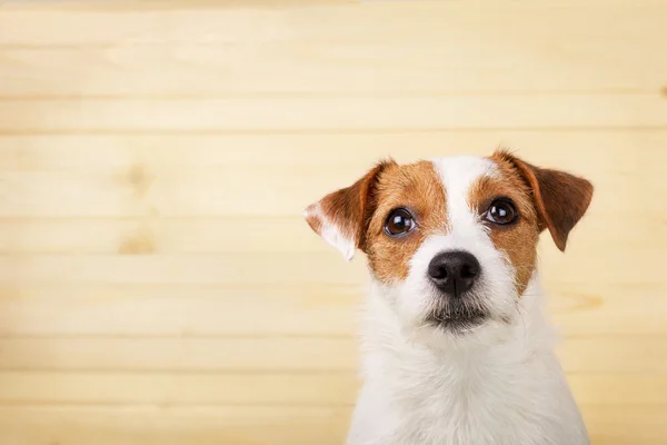 Cabeza de perro sobre un fondo de madera — Foto de Stock