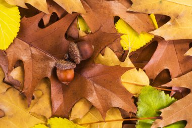 sonbahar yaprakları arka plan
