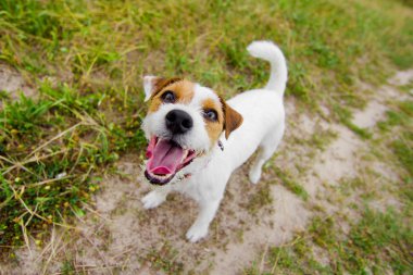 havlayan köpek