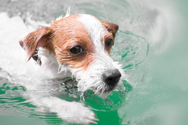 Cute dog swimming clipart