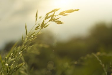 doğa arka planda yumuşak odak