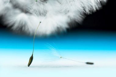 karahindiba tohum makro