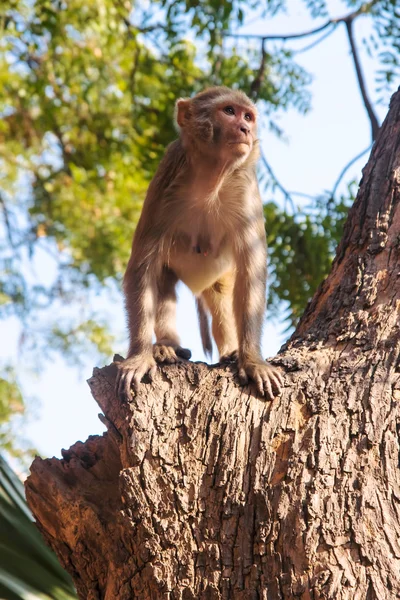 Wilder Affe — Stockfoto