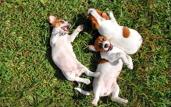 Cute puppies playing outdoors — Stock Photo, Image