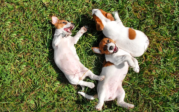 Lindos cachorros jugando al aire libre — Foto de Stock