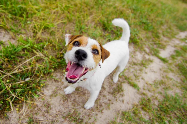 Niedlicher bellender Hund — Stockfoto