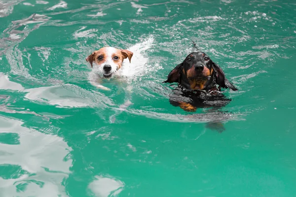 Dva roztomilý funny psi plavání — Stock fotografie