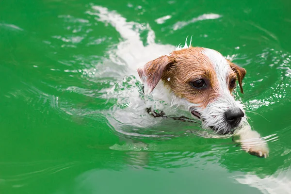 cute funny dog swimming