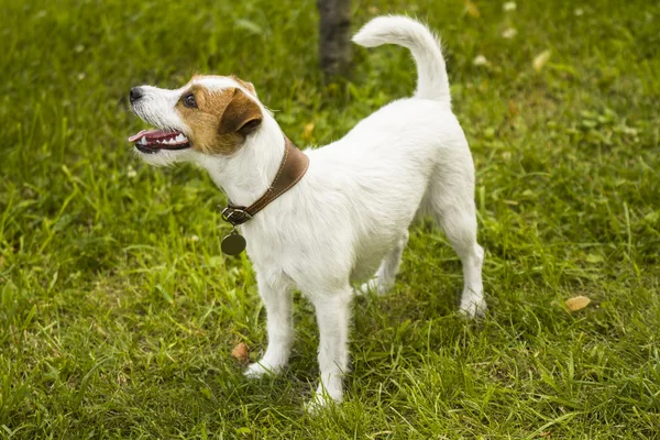 Adult dog outdoors summer background — Stock Photo, Image