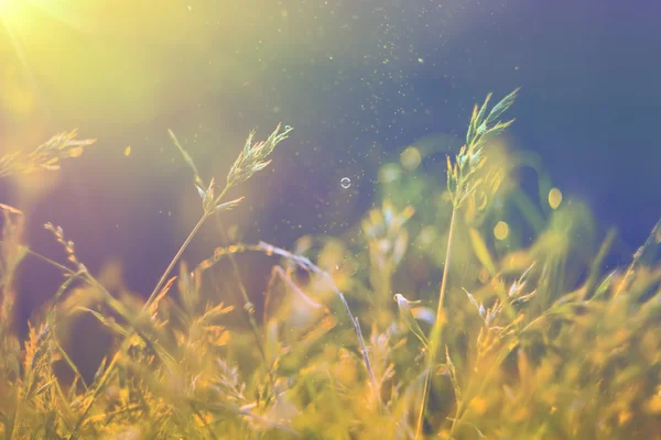 Трава в лучах солнца радуга, фон — стоковое фото