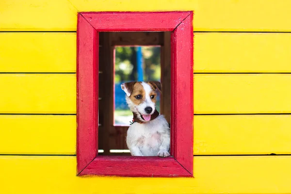 Sjov hund i vinduet - Stock-foto