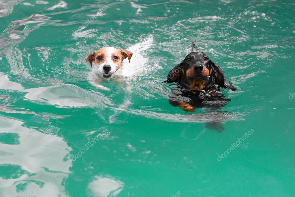 Two cute funny dogs swimming Stock Photo by ©vitplus 53655371 Two cute funny dogs swimming Stock Photo by ©vitplus 53655371