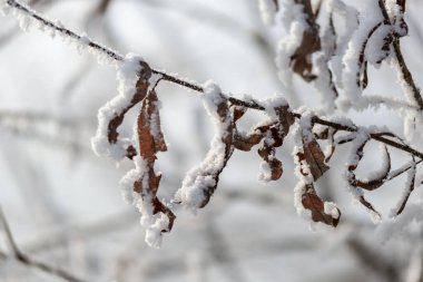 Kış. Sibirya 'da. Ağaçların ve çalıların dalları kalın bir buz tabakasıyla kaplıdır..