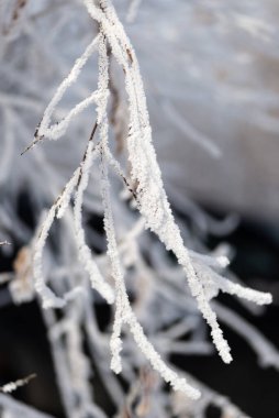 Kış. Sibirya 'da. Ağaçların ve çalıların dalları kalın bir buz tabakasıyla kaplıdır..