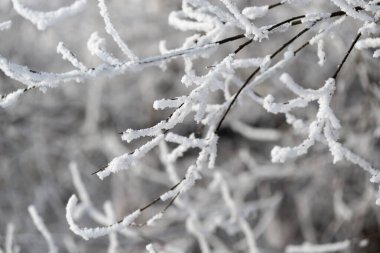 Kış. Sibirya 'da. Ağaçların ve çalıların dalları kalın bir buz tabakasıyla kaplıdır..