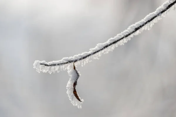 Winter Sibirien Zweige Von Bäumen Und Sträuchern Sind Mit Einer — Stockfoto