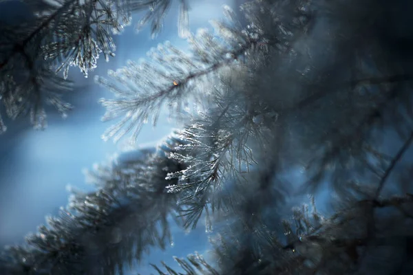프로스트 소나무 가지들은 얼어붙은 서리로 두껍게 르에서는 반짝이고 — 스톡 사진