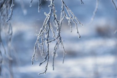 Kış. Buz. Ağaçların ve çalıların dalları kalın bir buz tabakasıyla kaplıdır. Bazen hiyerogliflere benziyorlar..