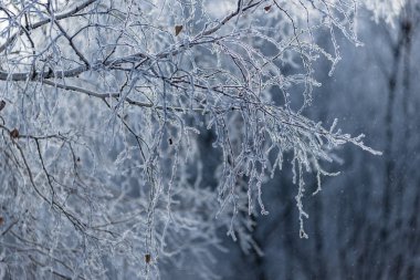 Kış. Buz. Ağaçların ve çalıların dalları kalın bir buz tabakasıyla kaplıdır. Bazen hiyerogliflere benziyorlar..
