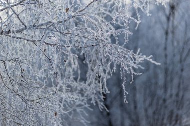 Kış. Buz. Ağaçların ve çalıların dalları kalın bir buz tabakasıyla kaplıdır. Bazen hiyerogliflere benziyorlar..
