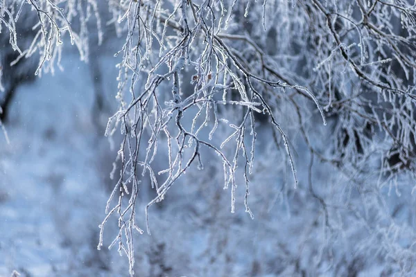 Invierno Escarcha Ramas Árboles Arbustos Están Cubiertos Con Una Gruesa — Foto de Stock