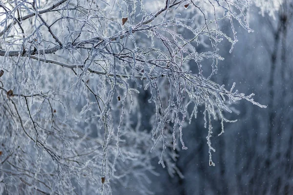 Zimą Mróz Gałęzie Drzew Krzewów Pokryte Grubą Warstwą Mroźnego Mrozu — Zdjęcie stockowe