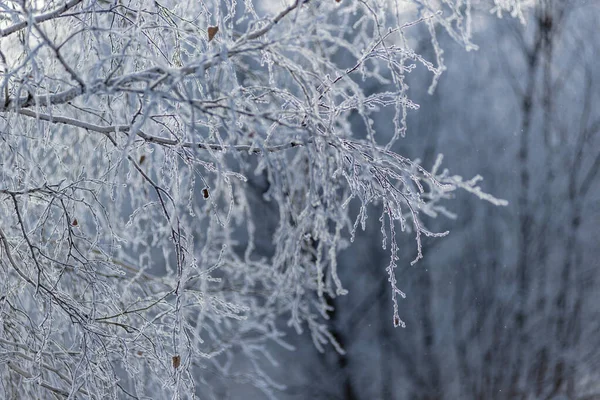 Zimą Mróz Gałęzie Drzew Krzewów Pokryte Grubą Warstwą Mroźnego Mrozu — Zdjęcie stockowe
