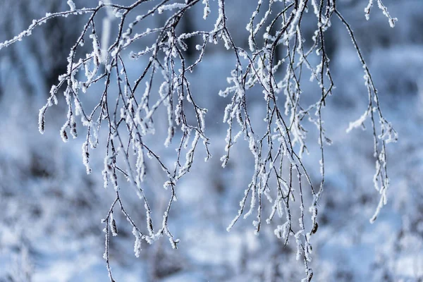 프로스트 나무와 관목의 가지들은 얼어붙은 서리로 두껍게 때로는 문자처럼 보이기도 — 스톡 사진