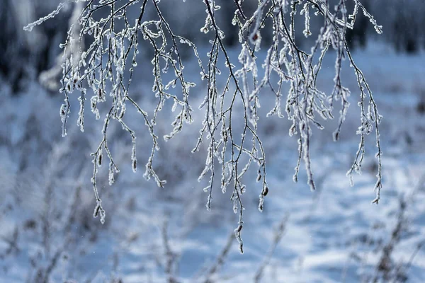 Zimą Mróz Gałęzie Drzew Krzewów Pokryte Grubą Warstwą Mroźnego Mrozu — Zdjęcie stockowe