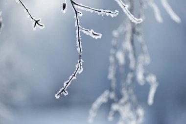 Sibirya 'da. Kış. Buz. Ağaçların ince dalları kalın bir don tabakasıyla kaplıdır. Bazen hiyerogliflere benziyorlar. Arka plan bulanık. Etiketler için boş alan.