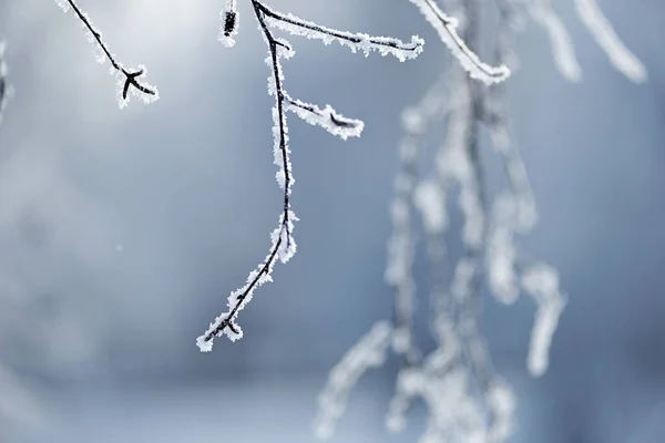 Syberia Zimą Mróz Cienkie Gałęzie Brzozy Pokryte Grubą Warstwą Mrozu — Zdjęcie stockowe