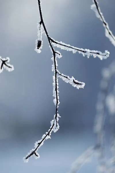 Siberia Invierno Escarcha Las Ramas Delgadas Los Abedules Están Cubiertas — Foto de Stock