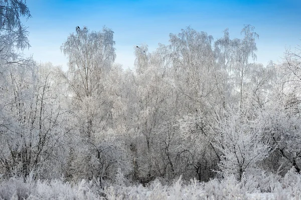 Siberia. Winter. Frost. The thin branches of the birches are covered with a thick layer of frost frost. Sometimes they look like hieroglyphs. The background is blurred. Free space for labels.