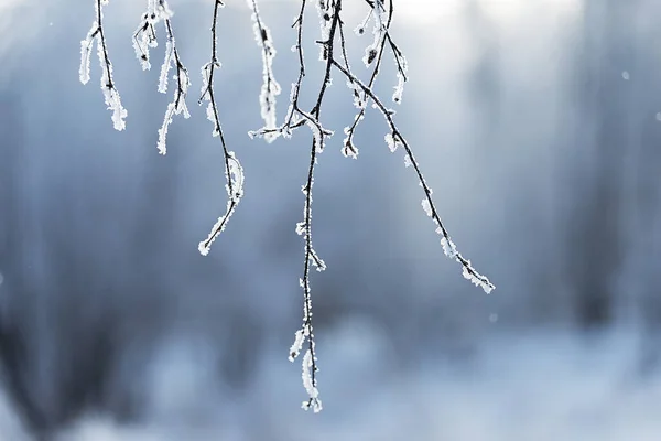 Syberia Zimą Mróz Cienkie Gałęzie Brzozy Pokryte Grubą Warstwą Mrozu — Zdjęcie stockowe