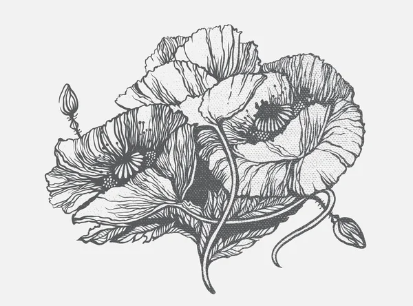 Ручной Рисунок Маковых Цветов Рисунок Ботанических Линий Векторная Иллюстрация — стоковый вектор