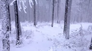 Kış parkında kar yağıyor. Ağaçlar karla kaplı.