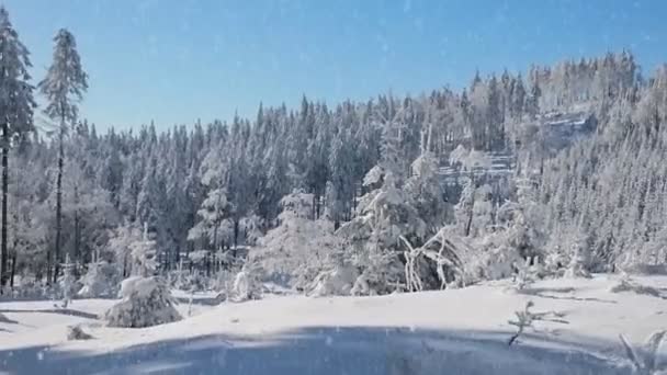 Vallende sneeuw in een winterpark met besneeuwde bomen — Stockvideo